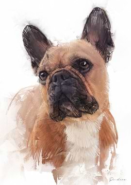 French Bulldog Portrait
