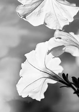 Black and White Flower