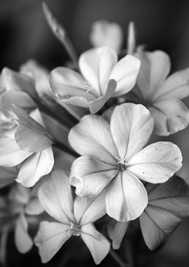Black and White Flower Close-up