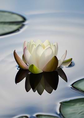 Lotus on Waters Still