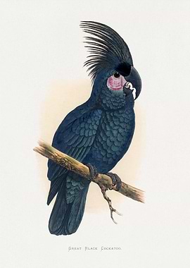 Great Black Cockatoo Illustration