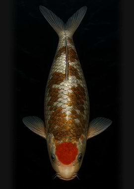 Koi Fish with Red Spot - Koi Carp Portrait