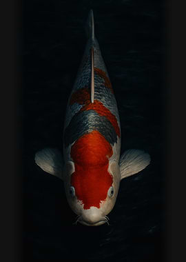 Koi Fish Portrait - Koi Carp Portrait