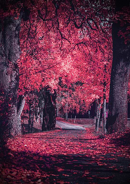 Pink Autumn Path