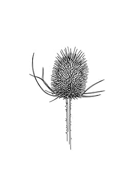 Thistle Minimalist Line Art