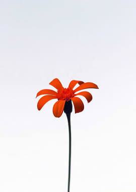 Single Orange Flower