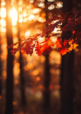 Autumn Leaves Sunset