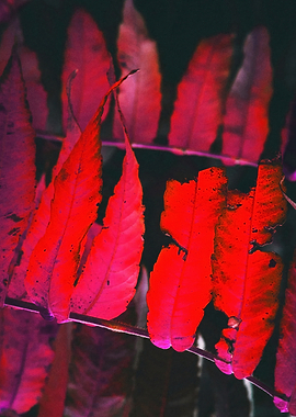 Red Autumn Leaves