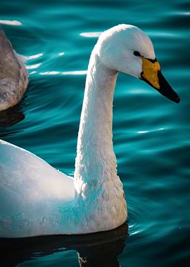 White Swan on Teal Water