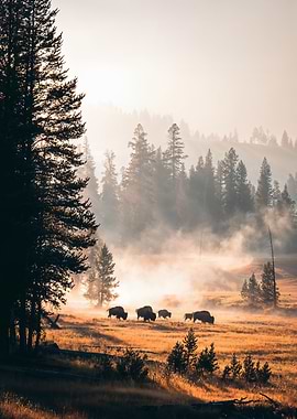 Bison in Misty Forest