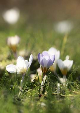 Purple and White Crocuses