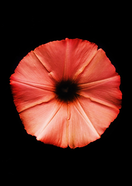 Pink Flower Close-Up