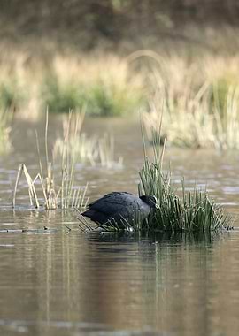 Coot in Reeds