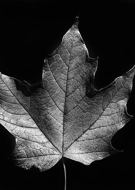 Black and White Maple Leaf
