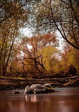 The remains of a tree