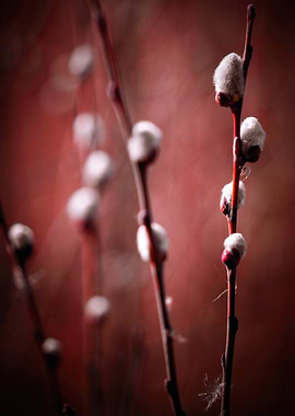 Willow Branches with Buds