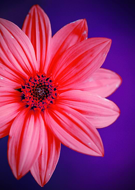 Pink Flower Close-Up
