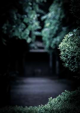 Dark Green Path at Lotherton Hall