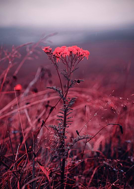 Pink Wildflowers in Fog Nature Photography