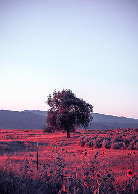 Lone Tree in Red Field