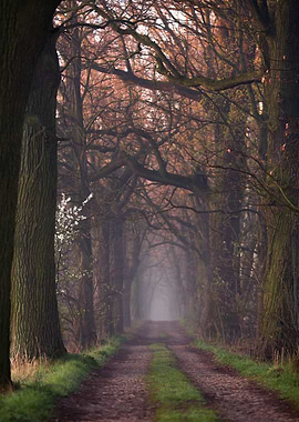 Misty Forest Path