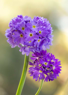 Purple Flowers Close-Up
