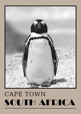 African Penguin Cape Town Photo Travel Poster