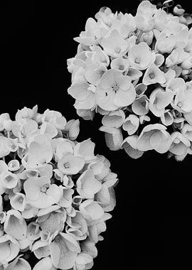 Black and White Hydrangeas
