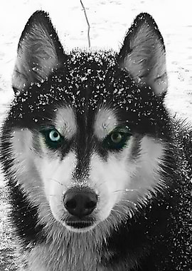 Husky with Heterochromia