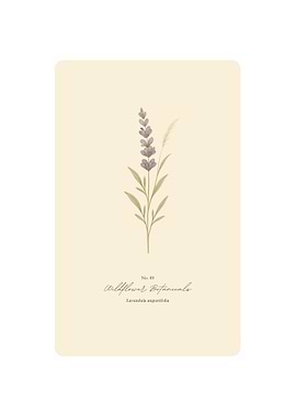Lavender Botanical Illustration