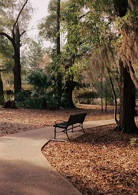 Serene Park Path