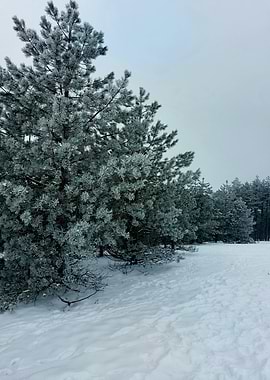 Snowy Pine Forest