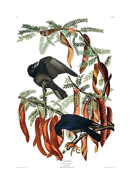 The Birds of America - Fish Crow