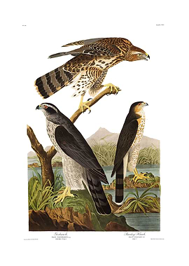The Birds of America - Goshawk and Sparrow Hawk