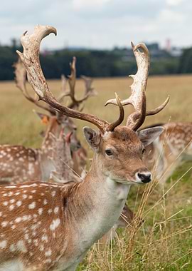 Fallow Deer with Antlers