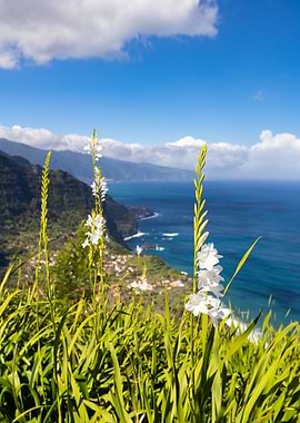 Coastal Flowers and Cliffs, Madeira
