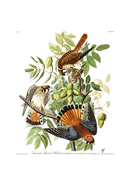 The Birds of America - American Sparrow Hawk