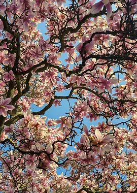Pink Magnolia Blossoms