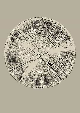Tree Trunk Cross Section