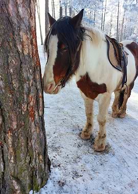 Horse in Snowy Forest