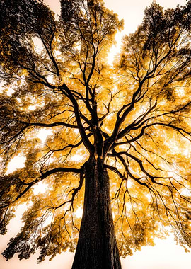 Autumn Tree Canopy