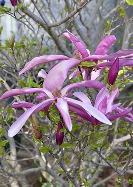 Pink Magnolia Blossom