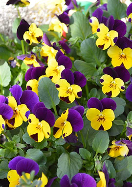 Hornveilchen im Frühling