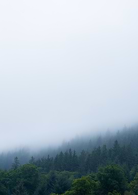 Misty Forest Landscape