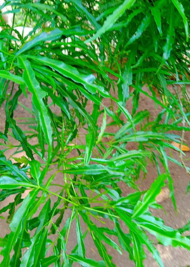 Green Plant Leaves GP3