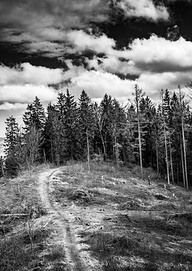 Forest Path Black and White