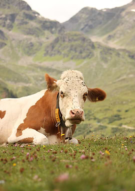 Cow on a Mountain
