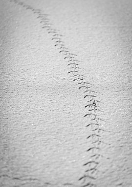 Bird Tracks in Snow