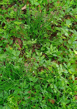 Green Grass and Weeds GP5