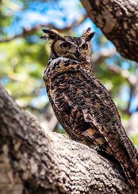 Great Horned Owl in Tree
